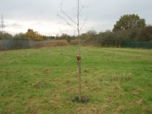 Memorial Oak Tree